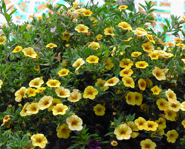 Рис. 16. Желтая петуния получена путем генетической модификации с усилением биосинтеза флавоноидов. Изображение: «Потенциал. Химия. Биология. Медицина»