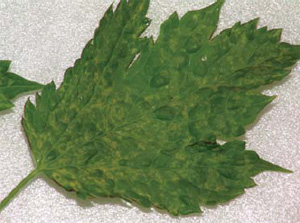 Рис. 7. Симптомы вирусного поражения на листе растения. Изображение: «Потенциал. Химия. Биология. Медицина»