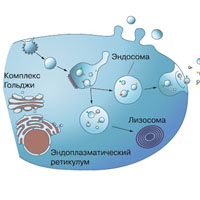 Экзосомы — бутылочная почта организма