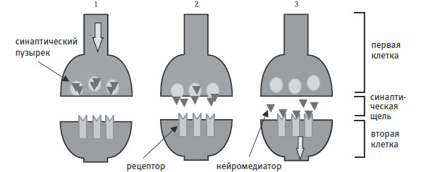 Рис. 4.3. Синапс. Место передачи сигнала от одной нервной клетки к другой\n1. Нервный импульс (потенциал действия) достигает пресинаптической мембраны на конце одной клетки.\n2. Из-за этого пузырьки подплывают к мембране и выделяют содержащийся в них нейромедиатор в синаптическую щель.\n3. Молекулы нейромедиатора достигают рецепторов, расположенных на постсинаптической мембране, принадлежащей второй клетке. Если это возбуждающий синапс и сигнал окажется достаточно сильным, это может запустить нервный импульс во второй клетке. Если это тормозной синапс, то постсинаптическая клетка станет менее активной. Однако каждый нейрон обычно связан синапсами со многими другими, поэтому что произойдет во второй клетке, зависит от суммарного эффекта воздействия всех ее синапсов.\nВпоследствии нейротрансмиттеры снова поглощаются пресинаптической мембраной, и весь цикл может повториться снова