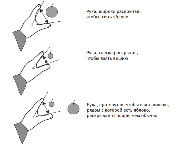 Рис. 4.6. Наш мозг автоматически готовит программы действий в соответствии с окружающими объектами. Умберто Кастьелло и его коллеги провели ряд экспериментов, показавших, как различные находящиеся в поле зрения предметы вызывают автоматическую активацию реакций (программы действий), требуемых, чтобы протянуть руку и взять в нее каждый из этих предметов, даже если у человека нет осознанного намерения брать их в руки. Этот было сделано путем очень точного измерения движений рук испытуемых при взятии различных предметов. Когда мы берем что-либо рукой, расстояние между большим пальцем и остальными пальцами заранее приводится в соответствие с размером предмета. Когда я тянусь за яблоком, я раскрываю руку шире, чем когда тянусь за вишней. Но если я тянусь за вишней, в то время как на столе, кроме вишни, есть еще и яблоко, то я раскрываю руку шире, чем обычно делаю, чтобы взять вишню. Действие, требуемое, чтобы взять вишню, попадает под влияние действия, требуемого, чтобы взять яблоко. Такое влияние возможного действия на совершаемое показывает, что мозг одновременно параллельно заготавливает программы для всех этих действий.\nИсточник: Перерисовано из статьи: Castiello, U. (2005). The neuroscience of grasping. Nature Reviews Neuroscience, 6(9), 726–736.\n