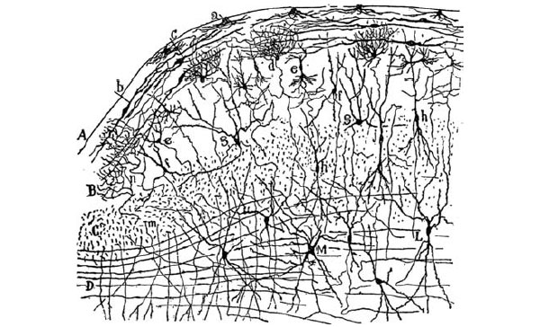Рис. 5.1. Великий клубок, который был распутан. Нервные клетки — элементарные единицы, из которых состоит мозг. На этом рисунке Сантьяго Рамона-и-Кахаля показаны нервные клетки коры головного мозга, окрашенные по методике, разработанной Камилло Гольджи. Видны многочисленные нейроны разного типа и их отростки.\nИсточник: Рис. 117, “Coupe tranversale du tubercule quadrijumeau antérieur; lapin âgé de 8 jours, Méthode de Golgi”, из книги: Cajal, S. R. y. (1901). The great unraveled knot. От Уильяма Холла, отделение нейробиологии, Медицинский центр Университета Дьюка