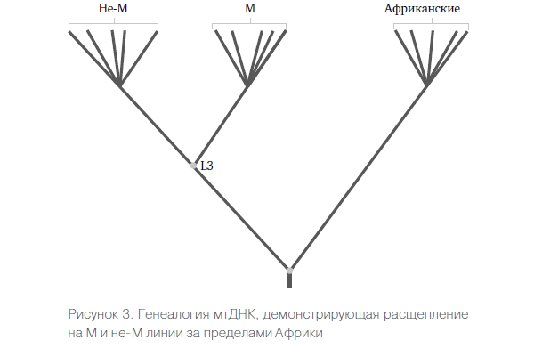 Генетическая одиссея человека