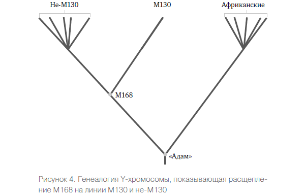Генетическая одиссея человека
