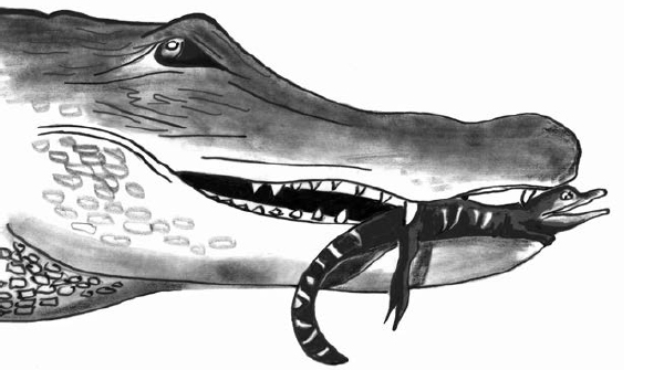 Мало кто из пресмыкающихся проявляет заботу о потомстве, но в семействе крокодиловых это заведено. Самка аллигатора аккуратно переносит одного из своих детенышей