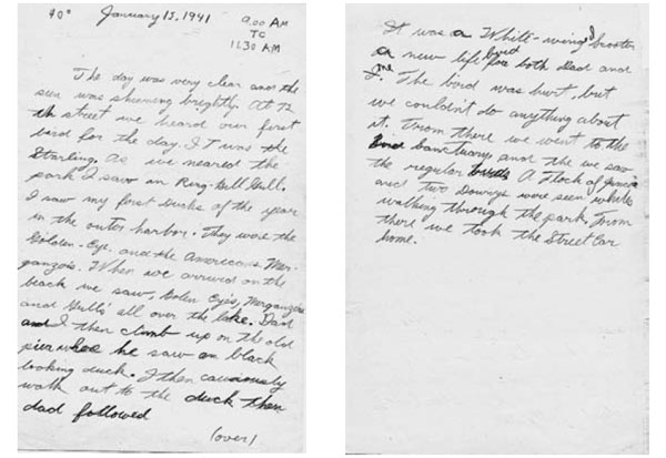 Мы с отцом обнаружили редкого горбоносого турпана на озере Мичиган возле Джексон-парка