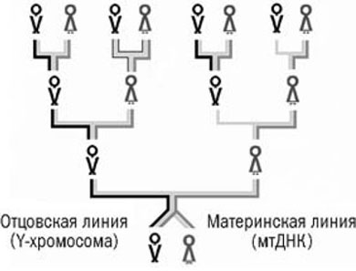 Люди и их гены 1