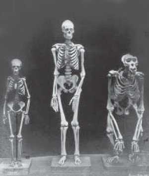 Скелеты пигмейки ака, мужчины-европеоида и гориллы. Скелет пигмейки привезен Эмин-Пашой из Конго в 1883 г.