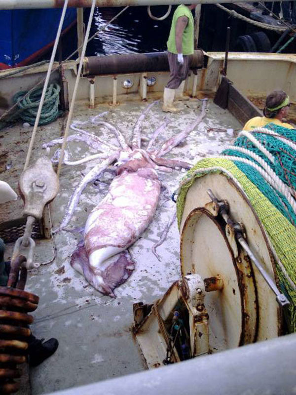 <p>Гигантский кальмар, пойманный рыбаками в мае 2008 г. у юго-восточных берегов Австралии, весил 230 кг и достигал в длину 6 м</p>