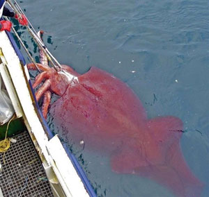 <p>Колоссальный кальмар <i>Mesonychoteuthis hamiltoni</i>, пойманный командой Джона Беннета в январе 2007 в море Росса, весил 495 кг при длине в 10 м.</p>
