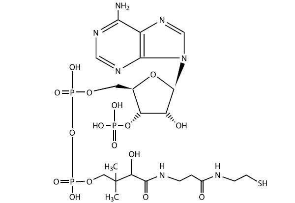 Кофермент А —</i> <i>одна из важнейших биоактивных молекул живой клетки —</i> <i>представляет собой модифицированный рибонуклеотид аденозин. К одному из остатков фосфорной кислоты присоединен «хвост», отдаленно напоминающий очень короткую белковую молекулу. Хвост заканчивается группой –SH, которая является активным центром молекулы. К этой сере может присоединяться ацетильная группа (-CO-CH<sub>3</sub>), которая затем будет использована, например, для синтеза жирных кислот (ключевой этап синтеза липидов). Строение молекулы кофермента А заставляет задуматься о древнейших этапах эволюции жизни, когда рибонуклеотиды и простейшие белки (пептиды) еще только учились «жить и работать вместе»