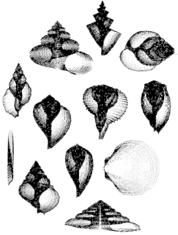Конхоморфы — смоделированные компьютером раковины