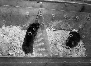 Рис. 5.4. Социальный неконтролируемый стресс. Фотография любезно предоставлена проф. Н. Н. Кудрявцевой.