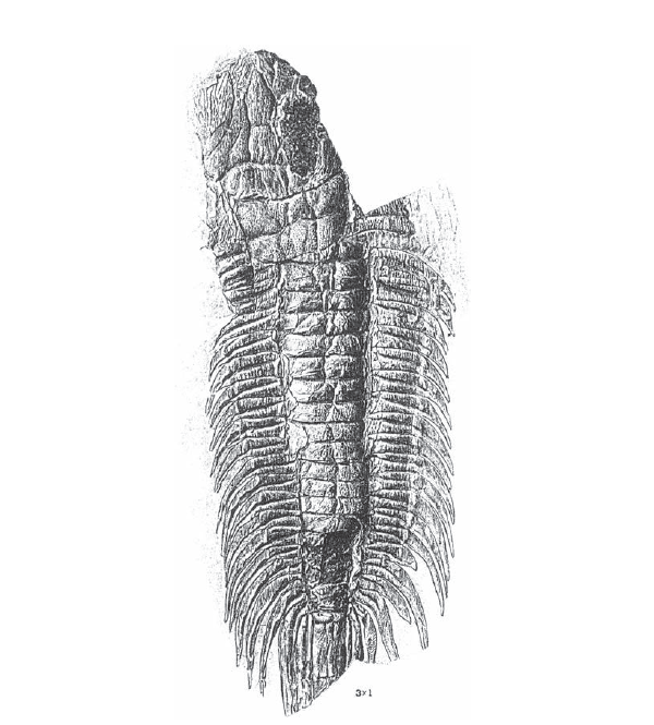 Рисунок, выполненный Филиппом Лэйком, опубликован в 1935 г. Он изображает гигантского трилобита Paradoxides, родом из тех же среднекембрийских скал в западном Уэльсе, где я обрел своего первого трилобита.