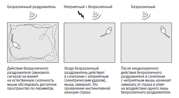 Формирование у мышей приобретенного страха.