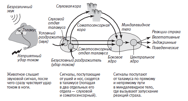 Нейронные проводящие пути, обеспечивающие реакцию приобретенного страха.