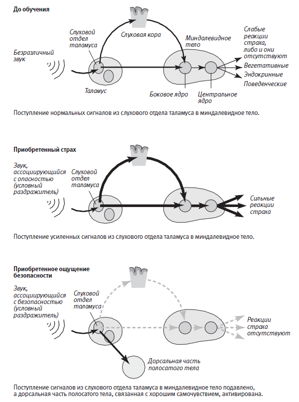 Изменения в работе нейронных путей, связанных со страхом, происходящие в результате обучения.
