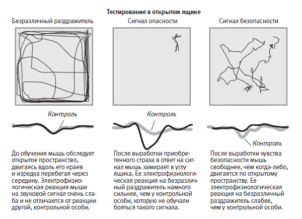 Действие сигналов, вызывающих формирование приобретенного страха и чувства безопасности.
