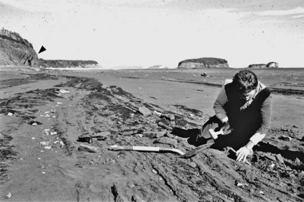 Пол Олсен обнаружил окаменелые следы на обнаженном в отлив морском дне у берегов Новой Шотландии. Во время прилива вода полностью покроет этот берег и достигнет обрыва. Стрелкой показано место, где мы застряли на скалах на несколько часов, когда вышли из лагеря позже, чем следовало.