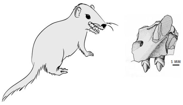 Трителедонт и фрагмент его верхней челюсти, добытый в Новой Шотландии. Автор рисунка фрагмента челюсти — Ласло Мешолей