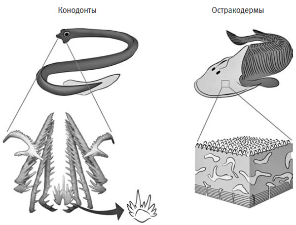 Конодонт (слева) и остракодерма (справа). От конодонтов ученым были долгое время известны только отдельные зубы (которые в свою очередь тоже называют конодонтами). Затем, когда были обнаружены остатки целых организмов, удалось разобраться, что наборы этих зубов работали вместе, располагаясь рядами во рту древних мягкотелых бесчелюстных. У остракодерм голова была покрыта костистым щитом. При большом увеличении наружный слой этого щита оказывается состоящим из множества напоминающих зубы структур. Реконструкцию ряда зубов конодонта любезно предоставили доктор Марк Пернелл (Лестерский университет) и доктор Филип Донохью (Бристольский университет).