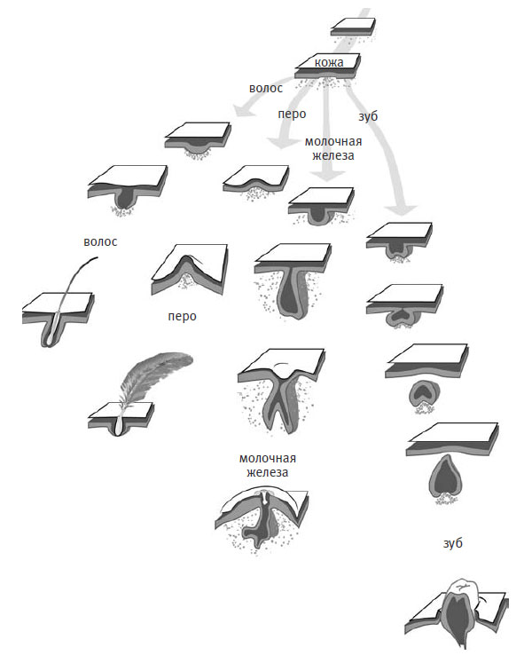 Зубы, молочные железы, перья и волосы — все это развивается в результате взаимодействия двух слоев кожи.