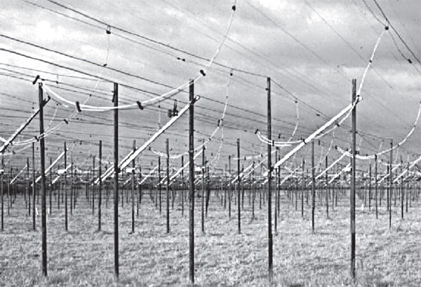 Звезды после смерти