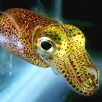 Пример симбиоза: кальмар Euprymna scolopes использует светящихся симбиотических бактерий Vibrio fischeri для отпугивания хищников. Кальмар способен регулировать силу свечения (фото с сайта www.eurekalert.org)