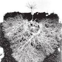 Грибные нити