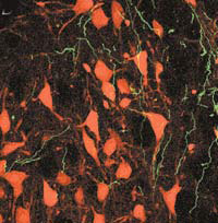 Отростки нейронов моторной коры головного мозга крыс (светятся зеленым цветом в ультрафиолете) образуют сеть вокруг моторных нейронов ядра лицевого нерва (окрашены в красный цвет). Иллюстрация взята из статьи: Valery Grinevich, Michael Brecht and Pavel Osten. Journal of Neuroscience, 2005, v. 25, N 36, pp. 8250–8258