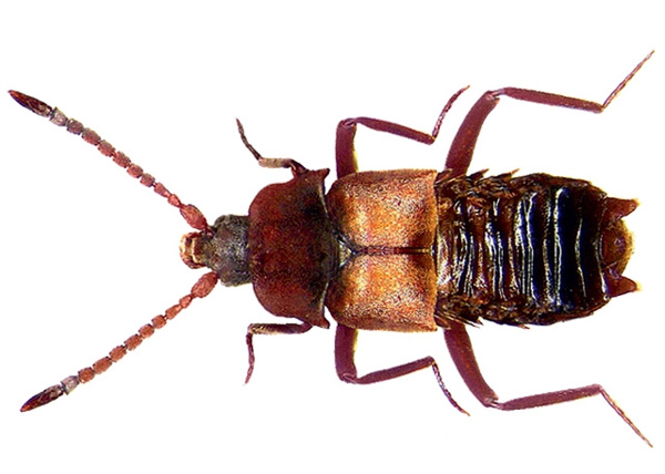 Ломехуза — лишь один из сотен мирмекофилов, то есть организмов, получающих ту или иную пользу от высокоорганизованного муравьиного сообщества. Но по разрушительности воздействия с этим жучком не сравнится никто