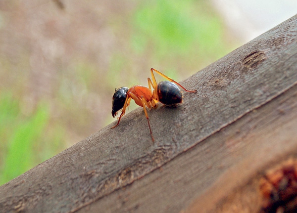 Механика распада. Судьба муравейника, зараженного ломехузой, — отличная иллюстрация к социальным опасностям, которые несет с собой наркомания. Из отлаженного высокоспециализированного сообщества муравейник превращается в компанию вялых индивидов, плохо способных к взаимодействию