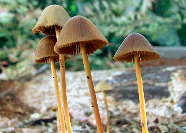 Дары севера. Даже в скудной природе Заполярья северный олень находит источник дополнительного удовольствия — галлюциногенные грибы. Они же используются шаманами местных народов для вхождения в транс во время религиозных ритуалов. Похоже, люди научились у оленей