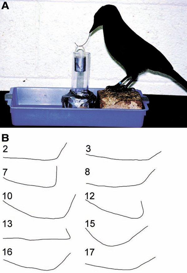 Самка новокаледонский вороны Corvus MoneduloIdes сгибает проволоку в попытке достать из цилиндра ведерко с приманкой. Внизу nbsp;— различные формы, которые птица придает проволоке в попытке достать приманку. Иллюстрация из статьи: Alex A. S. Weir et al. Shaping of Hooks in New Caledonian Crows, Science 9 August 2002: vol. 297 no. 5583 p. 981 DOI: 10.1126/science.1073433