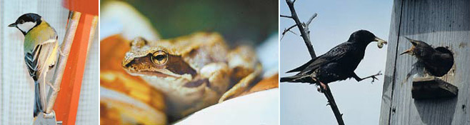 Что чувствует синичка, попавшая в незнакомую обстановку? Лягушка, услышавшая странные звуки? Замирает ли от ужаса гусеница, оказавшаяся в клюве скворца? Фото А.Ефремкина, И.Константинова, www.nkj.ru