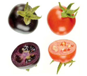 Рис. 9. Томаты с повышенным содержанием антоцианов в плодах, полученные методом генетической инженерии
