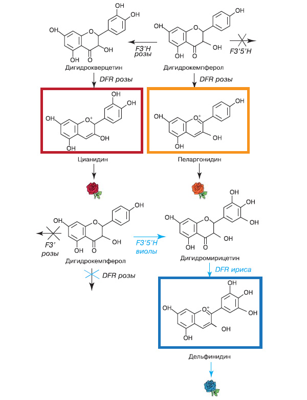 Рис. 11. Схема создания голубой розы. У обычных роз не образуется дигидромирицетин, поэтому в их окраске не бывает оттенков синего. У голубой розы, напротив, отключено образование красных и оранжевых пигментов