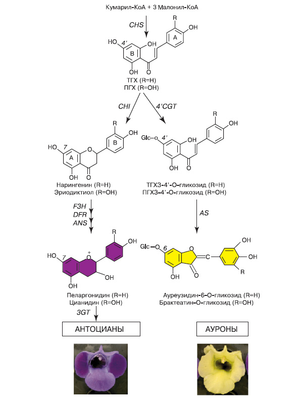 Рис. 12. Схема биосинтеза антоцианов и ауронов. Снизу цветки торении обычной, накапливающие антоцианы (слева), и трансгенной, накапливающие ауроны (справа). Обозначения: ТГХ — тетрагидроксихалкон, ПГХ — пентагидроксихалкон
