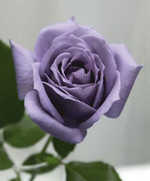 Рис. 2. Первая в мире голубая роза, созданная австралийскими учеными из компании «Флориген» при поддержке японского холдинга «Сантори»