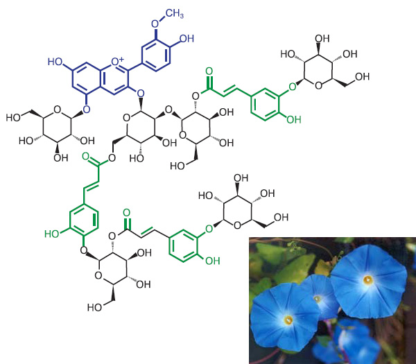 Рис. 4. Структура небесно-синего антоциана. Соединение выделено из вьюнка Ipomoea tricolor. Синим отмечены пеонидин (метилированное производное цианидина); зеленым — остатки кофейной кислоты; черным — остатки глюкозы. \nРисунок: «Schroeder Group» с сайта www.bblogk.uni-freiburg.de. Фото: Е. Russell