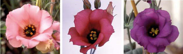 Рис. 5. Цветки различных сортов эустомы с преобладанием пигментов — производных пеларгонидина (слева), цианидина (в центре) и дельфинидина (справа). Из книги «Anthocyanins: biosynthesis, functions, and applications» (Springer, 2008)