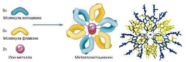 Рис. 6. Схема образования металлоантоцианина из шести молекул антоциана, флавона и двух ионов металла. Справа приведена пространственная структура протоцианина, выделенного из лепестков василька (из: «Natural Products Reports», 2009, 26, 884–915)