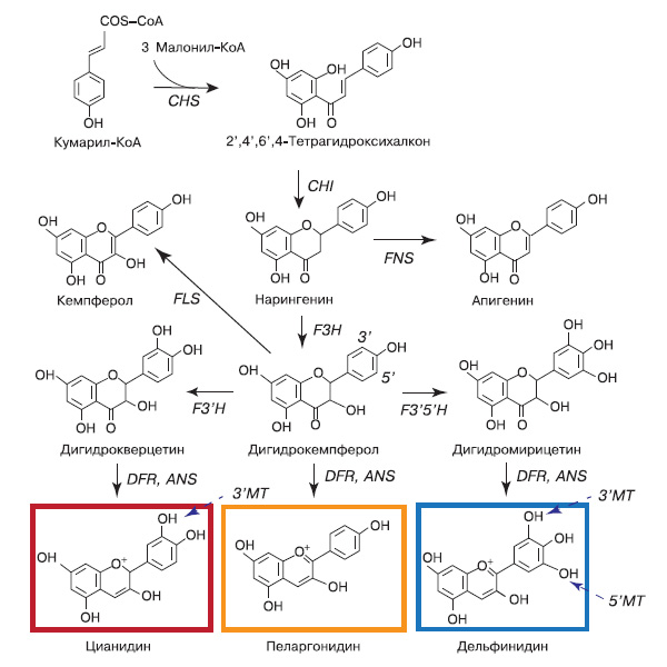 Рис. 7. Биосинтез антоцианидинов: цианидина, пеларгонидина, дельфинидина. Антоцианидины далее подвергаются реакциям модификации — гликозилированию, ацилированию, метилированию, которые осуществляют гликозилтрансферазы (GT), ацилтрансферазы (AT) и метилтрансферазы (MT). Типичная окраска, которую имеют антоцианы, образующиеся из приведенных антоцианидинов, представлена на рисунке, но она зависит от многих факторов: pH, копигментации с бесцветными флавоноидами, комплексами с ионами тяжелых металлов. Заметьте, что метилированию В-кольца (синие прерывистые стрелки) подвергаются антоцианы, а не антоцианидины. Аббревиатуры: халконсинтаза (CHS); халконфлаванонизомераза (CHI); дигидрофлавонол 4-редуктаза (DFR); флаванон-3-гидроксилаза (F3H); флавоноид-3\&\#39\;-гидроксилаза (F3\&\#39\;H); флавоноид-3\&\#39\;,5\&\#39\;-гидроксилаза (F3\&\#39\;5\&\#39\;H); антоцианидинсинтаза (ANS); флавонсинтаза (FNS); флавонолсинтаза (FLS) (по: «International Journal of Molecular Sciences», 2009, 10, 5352)