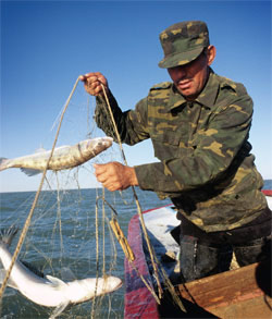 Возвращение рыбы в Малый Арал дает рыбакам из близлежащих селений средства к существованию. Изображение: «В мире науки»