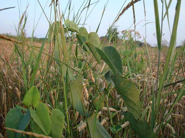 Кирказон на пшеничном поле