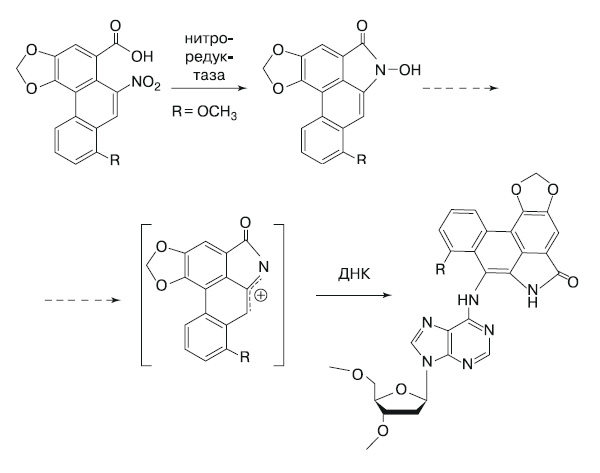 Фермент нитроредуктаза абсолютно необходим для того, чтобы аристолохиевая кислота I образовала аддукт с аденином, входящим в состав ДНК