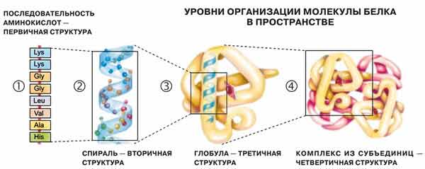 Уровни организации молекулы белка в пространстве. Изображение: «Наука и жизнь»