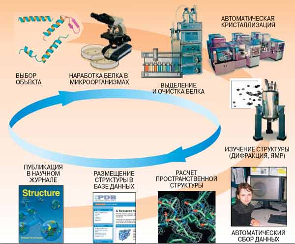 Последовательность этапов полуавтоматического определения структуры белка. Изображение: «Наука и жизнь»