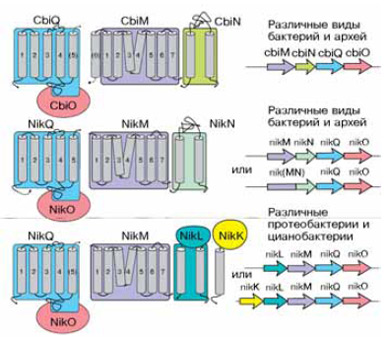 Рис. 2. Вот так выглядели предсказанные in silico транспортные системы, несущие в клетку кобальт (Cbi) и никель (Nik). Слева — расположение белков в мембране (внутренняя сторона снизу), справа — расположение их генов в локусе. Одинаковыми буквами и цветом обозначены гомологичные белки: О (АТФаза) и Q (трансмембранный белок) — универсальные компоненты, в то время как CbiM, CbiN, NikN, NikL и NikK — дополнительные и могут различаться. Всех удивила догадка биоинформатиков, что базовый модуль CbiM—CbiN остается активным и без АТФазы (по рисунку Д. Родионова из статьи в «Journal of Bacteriology», 2006, т. 188, 1, с. 317–327).