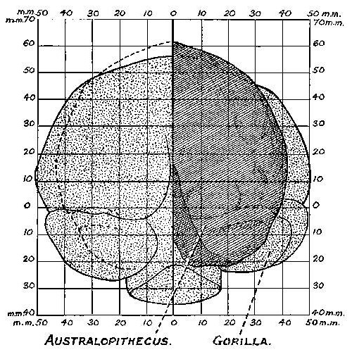 Родня. На схеме отчетливо видно, что мозг австралопитека, считающегося непосредственным предком человека разумного, заметно уступал по весу и объему мозгу современной гориллы. Но уже homo erectus значительно опередил по объему мозга человекообразных обезьян: 900–1200 см3 против 600 см3. Изображение: «Популярная механика»"